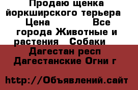 Продаю щенка йоркширского терьера  › Цена ­ 20 000 - Все города Животные и растения » Собаки   . Дагестан респ.,Дагестанские Огни г.